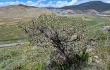 Astragalus microcephalus. Вегетирующее растение. Армения, обл. Гегаркуник, берег оз. Севан, гора Артаниш, ≈ 1900 м н.у.м., каменистый склон с луговыми участками. 23.06.2022.