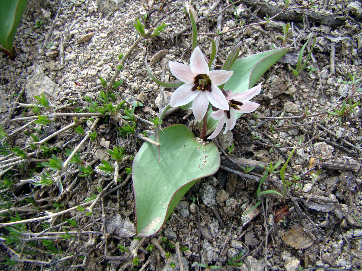 Image of Rhinopetalum stenantherum specimen.