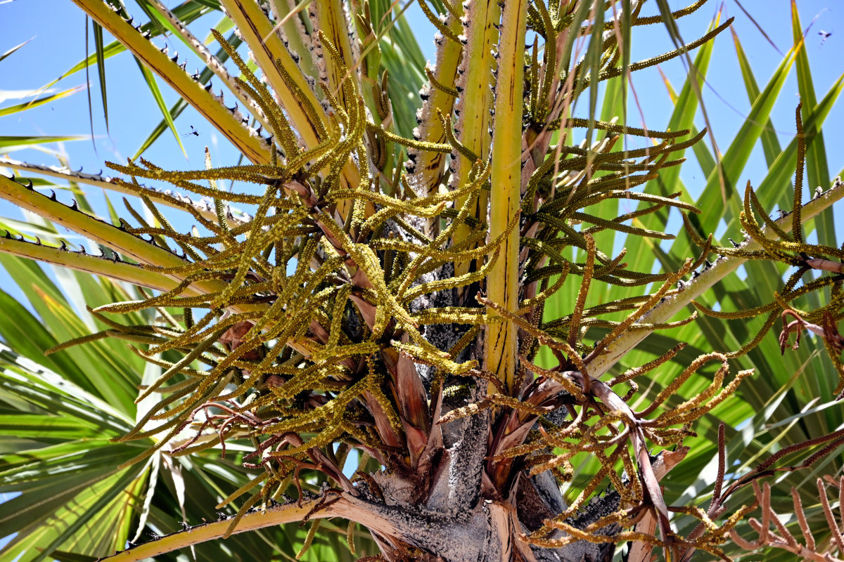 Image of Hyphaene thebaica specimen.