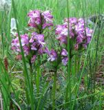 Pedicularis sudetica ssp. arctoeuropaea