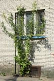Acer negundo. Молодое растение, выросшее в нише окна цокольного этажа здания. Санкт-Петербург, Кировский р-н. 13.05.2023.