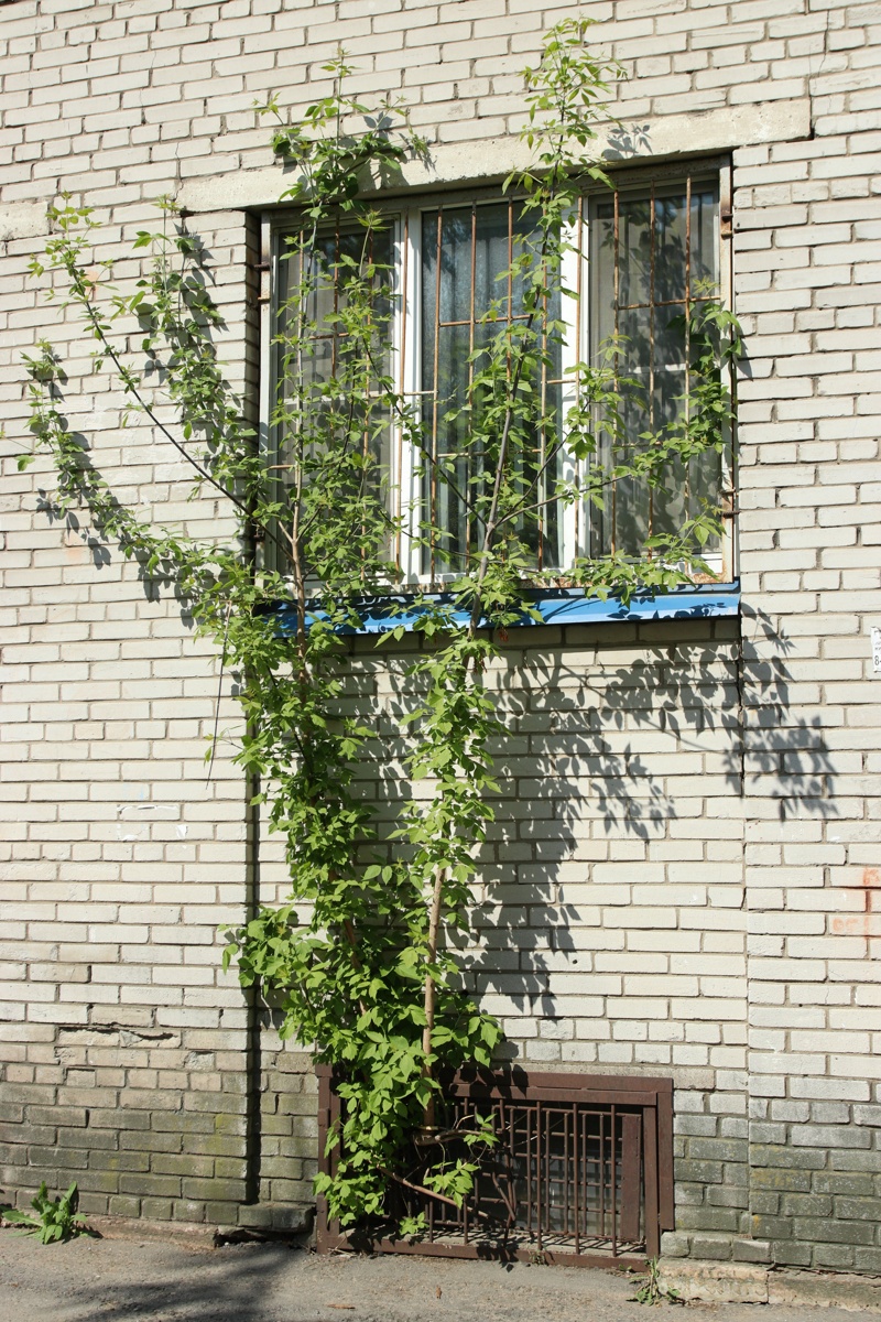 Image of Acer negundo specimen.