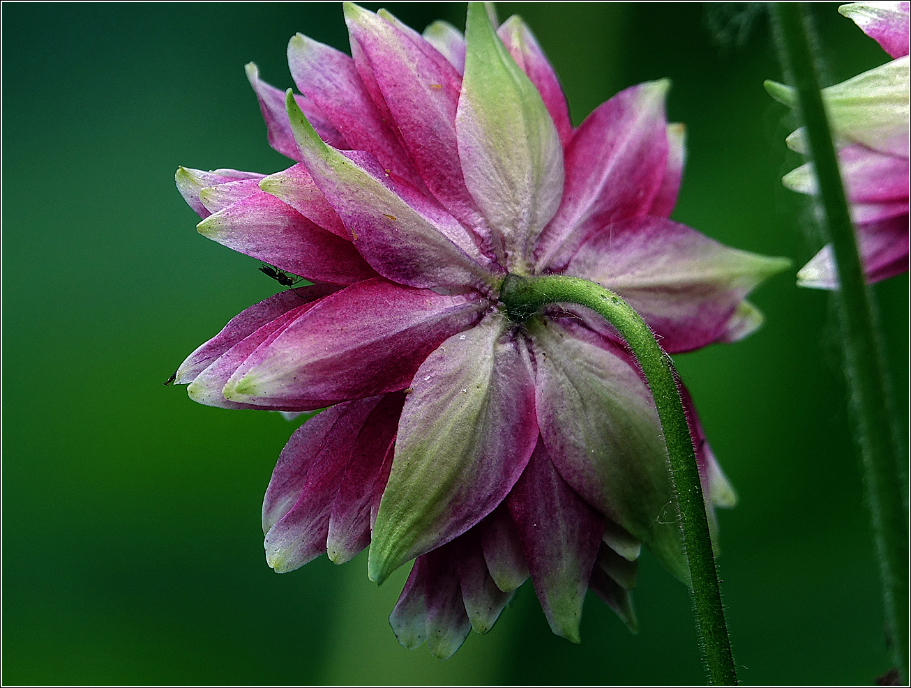 Image of Aquilegia vulgaris var. stellata specimen.