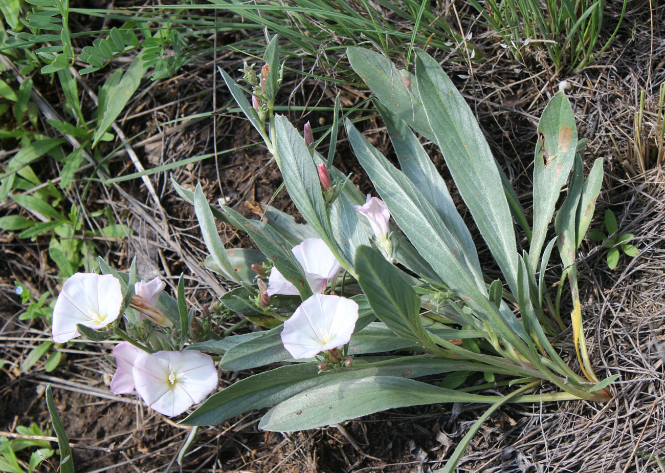 Изображение особи Convolvulus lineatus.