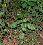 Ageratum houstonianum. Верхушка вегетирующего растения (вокруг - Sida rhombifolia). Чили, обл. Valparaiso, провинция Isla de Pascua, г. Hanga Roa, обочина дороги. 18.03.2023.