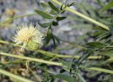 Rhaponticoides kasakorum