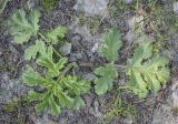 Heracleum sosnowskyi