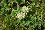 Sedum oppositifolium