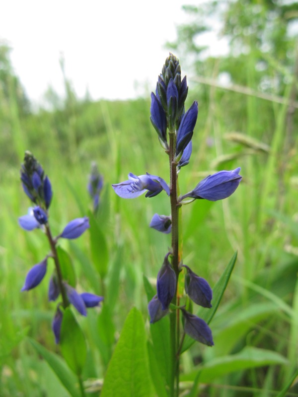 Image of Polygala vulgaris specimen.