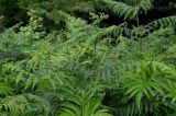 Pteridium tauricum. Верхушки разворачивающихся вай в сообществе с Sambucus ebulus. Грузия, Имеретия, окр. водопада Кинчха, опушка широколиственного леса. 15.06.2023.