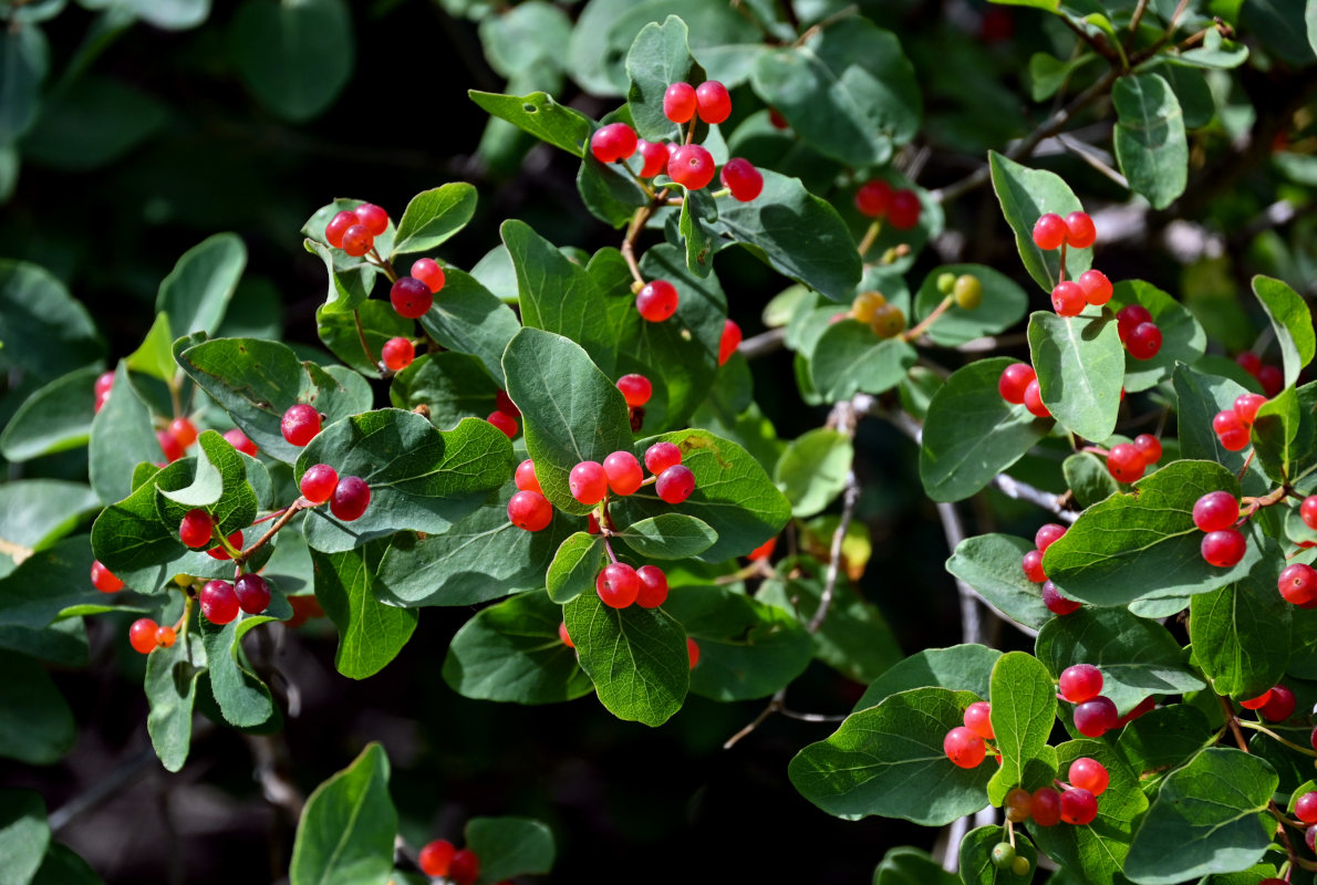 Image of Lonicera tatarica specimen.