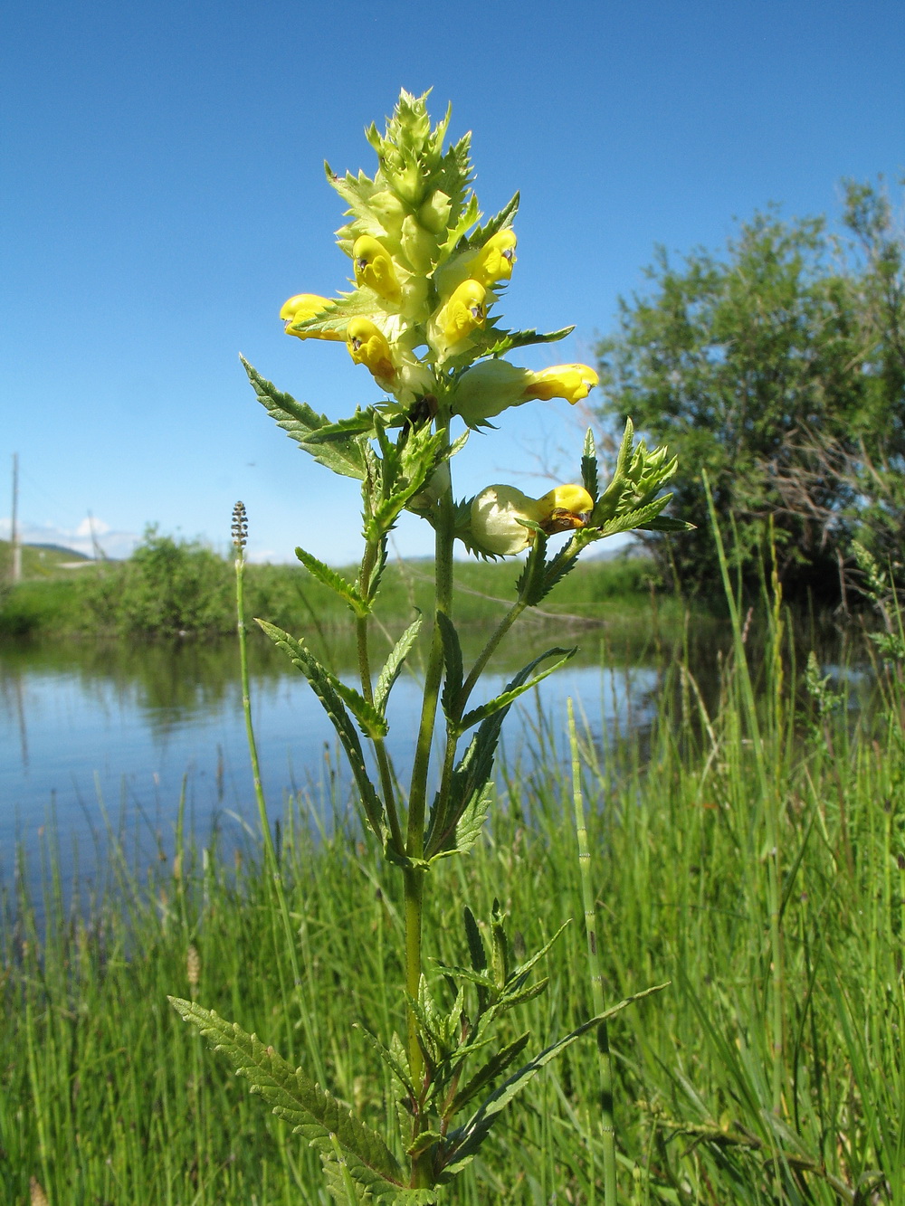 Изображение особи Rhinanthus songaricus.