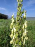 Aconitum barbatum