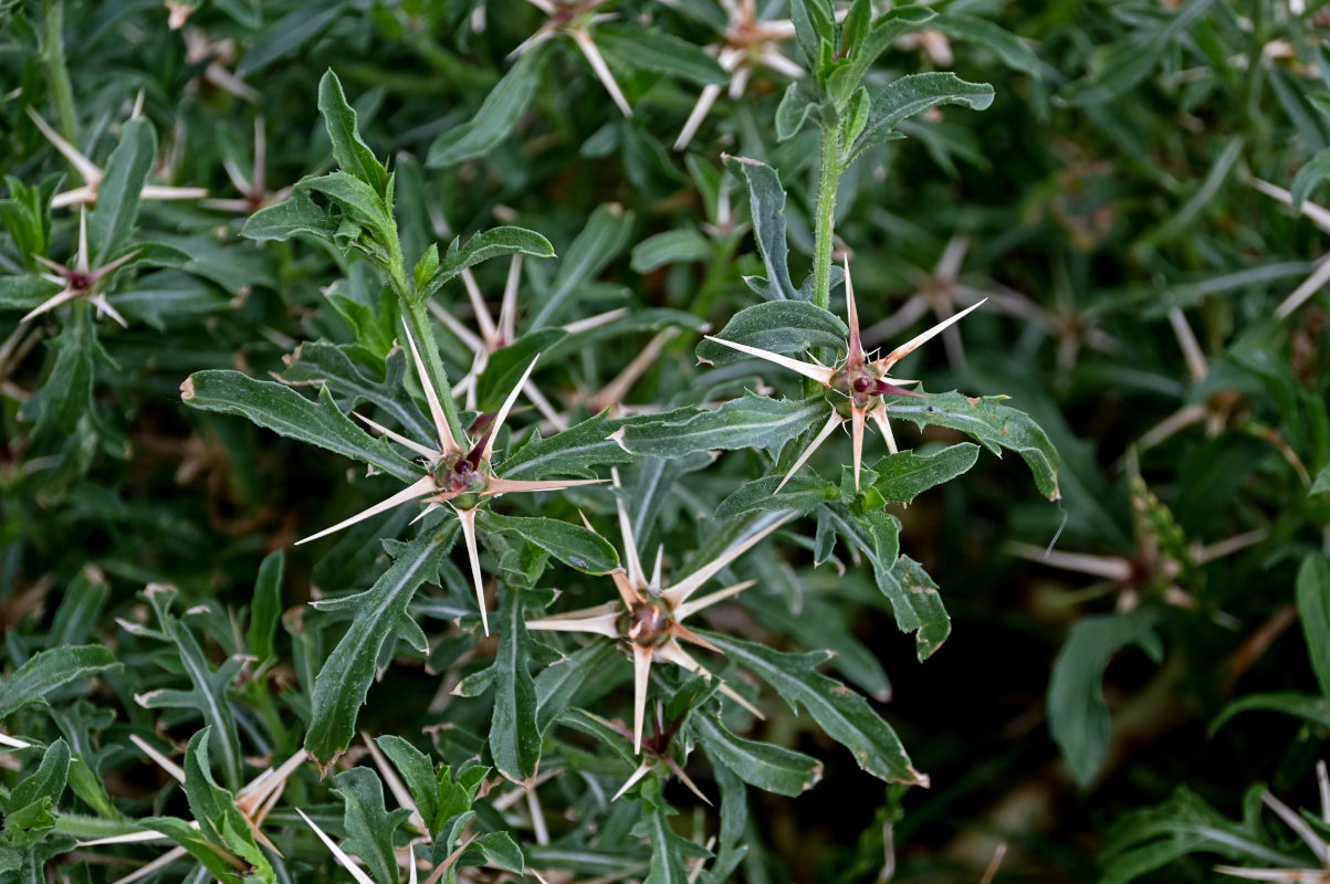 Image of Centaurea iberica specimen.