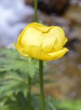Trollius europaeus. Цветок. Испания, Каталония, пров. Жирона, комарка Рипольес, муниципалитет Сеткасес, курорт \"Вальтер 2000\", ≈2150 м н.у.м., верховья р. Тер, каменистый берег вдоль каскадов. 10.07.2022.