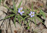 Anemone caerulea. Верхушки цветущих растений. Томская обл., г. Томск, Академгородок, смешанный лес. 23.05.2023.