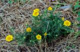 Glebionis coronaria. Цветущее растение. Италия, Рим, у дороги. 23.06.2010.