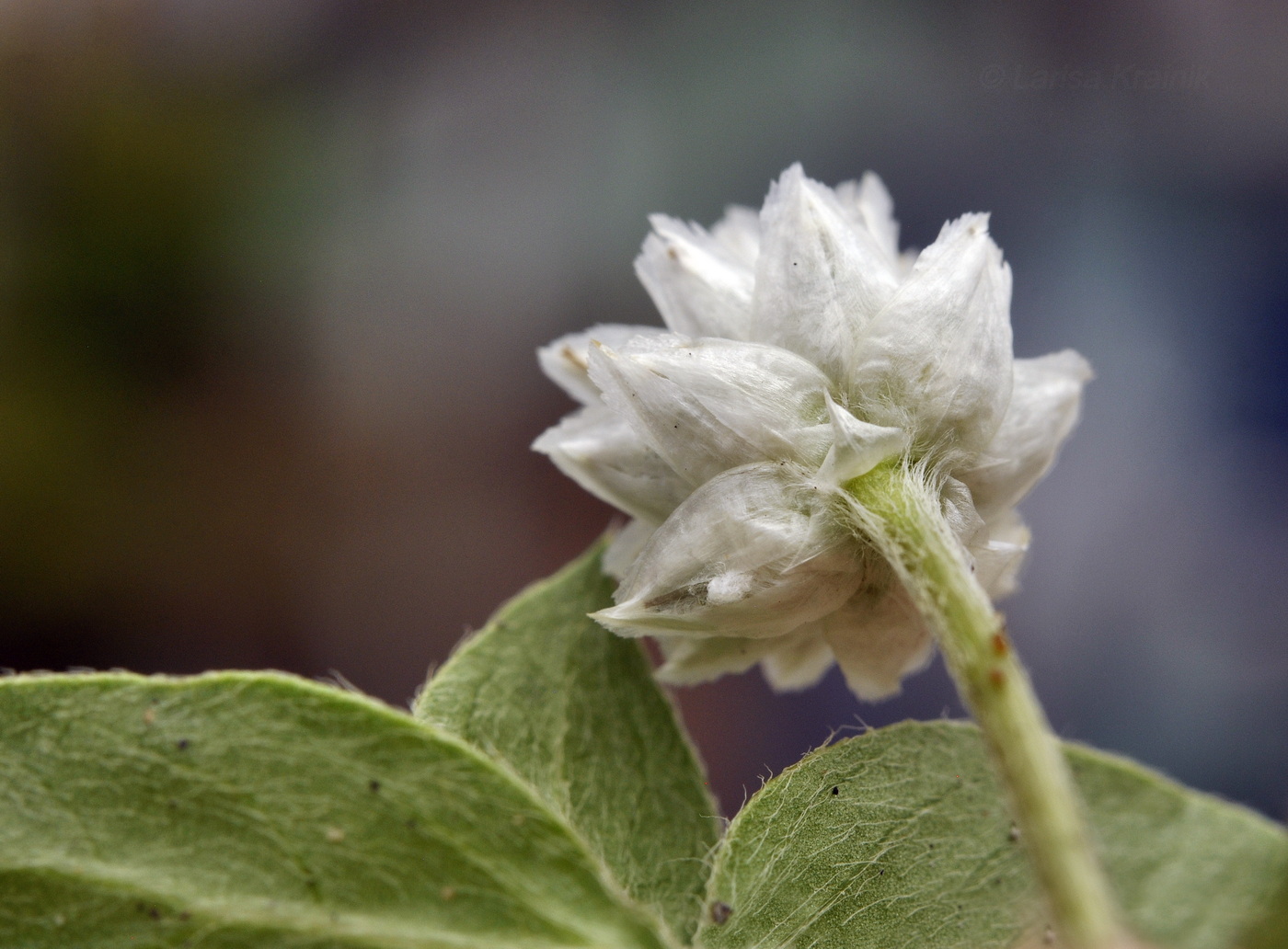 Image of Gomphrena celosioides specimen.