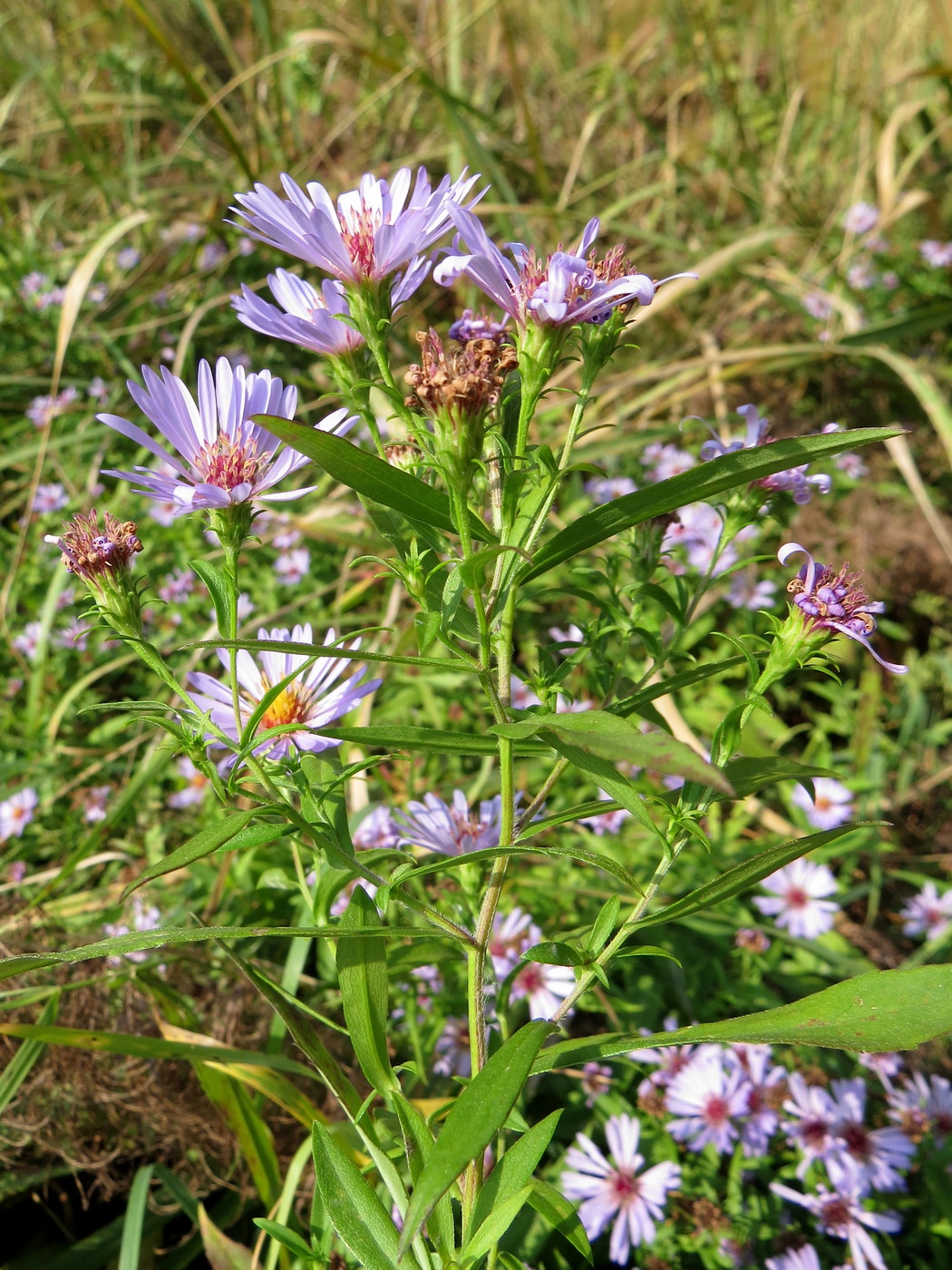 Изображение особи Symphyotrichum novi-belgii.