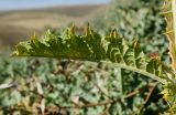 Onopordum acanthium