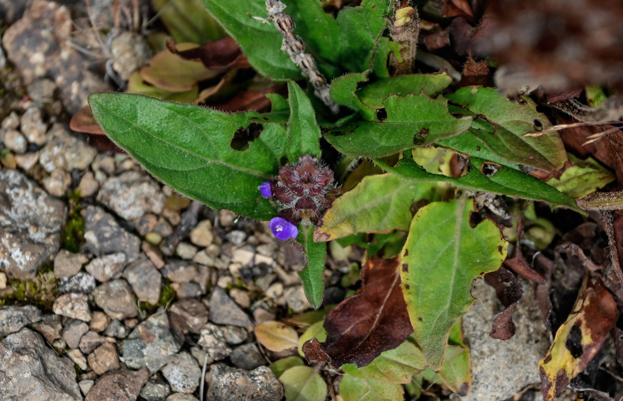 Изображение особи Prunella japonica.