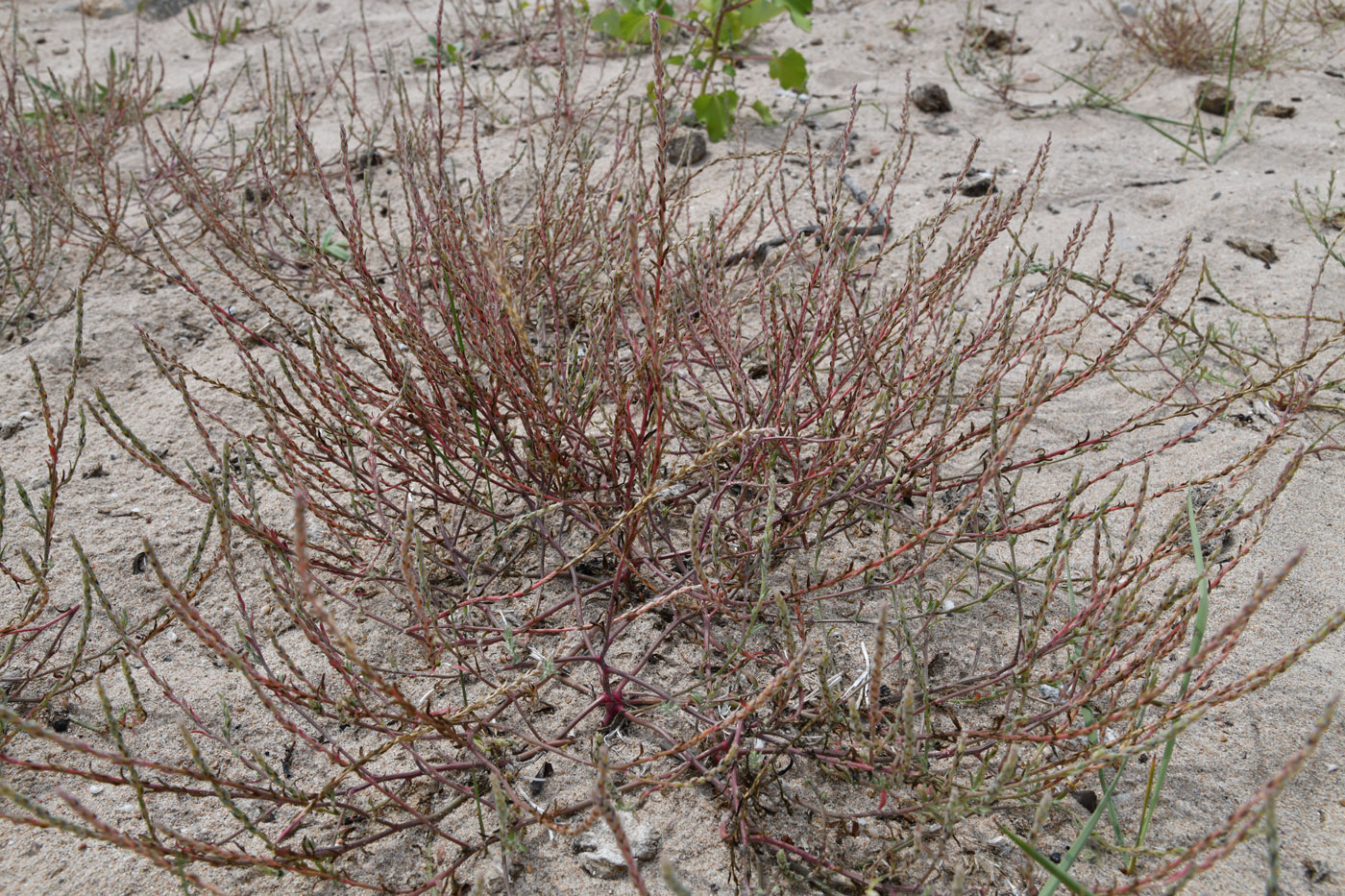 Image of genus Corispermum specimen.