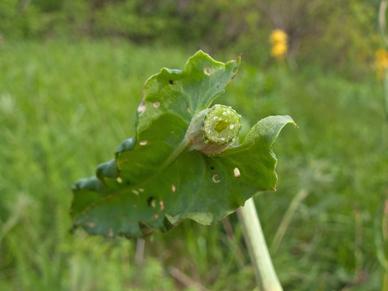 Изображение особи Rumex tuberosus.