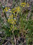 Ferula caspica