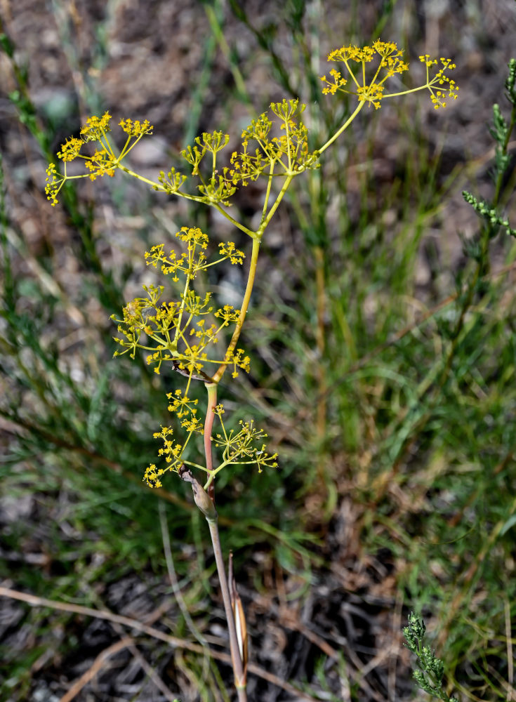 Изображение особи Ferula caspica.