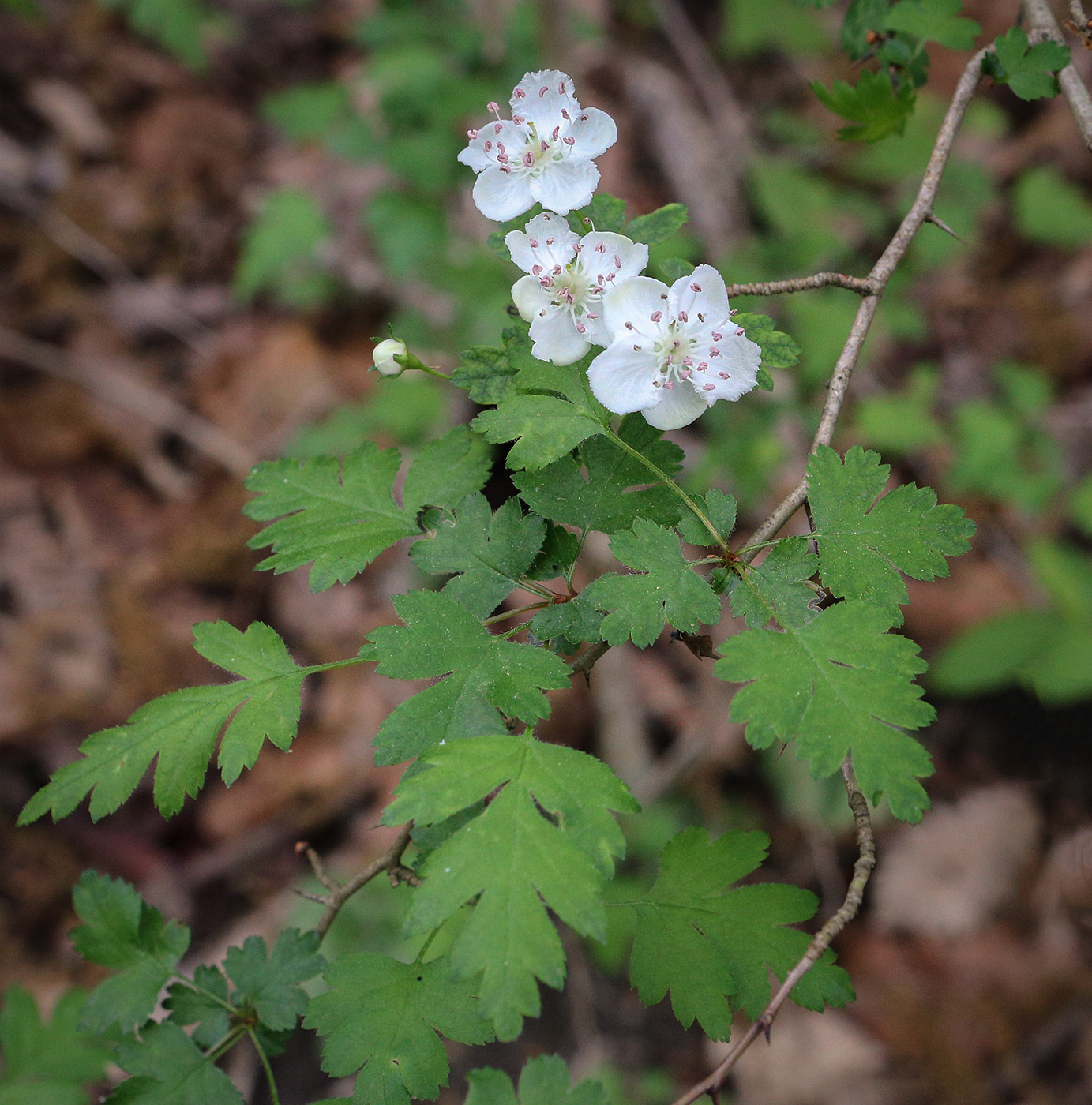Image of genus Crataegus specimen.