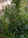 род Taxus