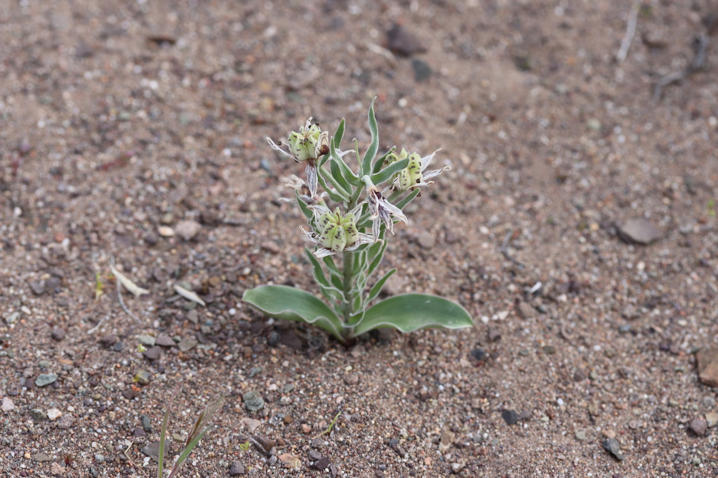 Изображение особи Rhinopetalum karelinii.