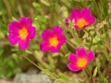 genus Portulaca
