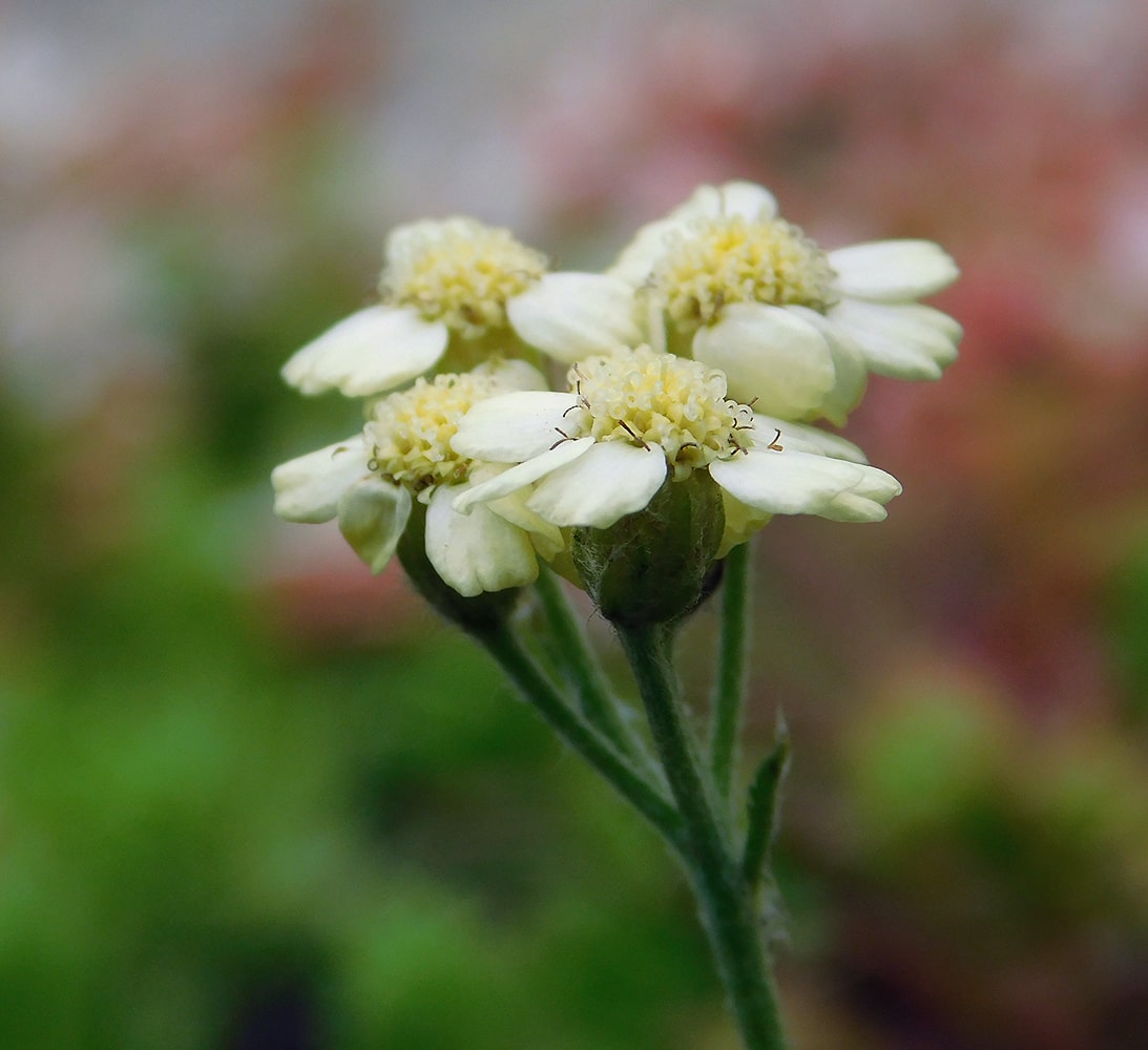 Изображение особи Achillea × lewisii.