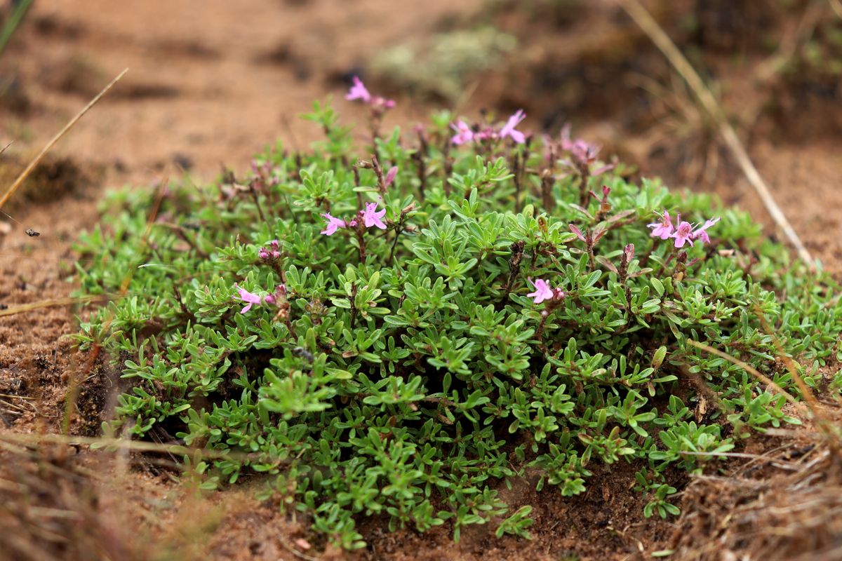 Image of Thymus serpyllum specimen.