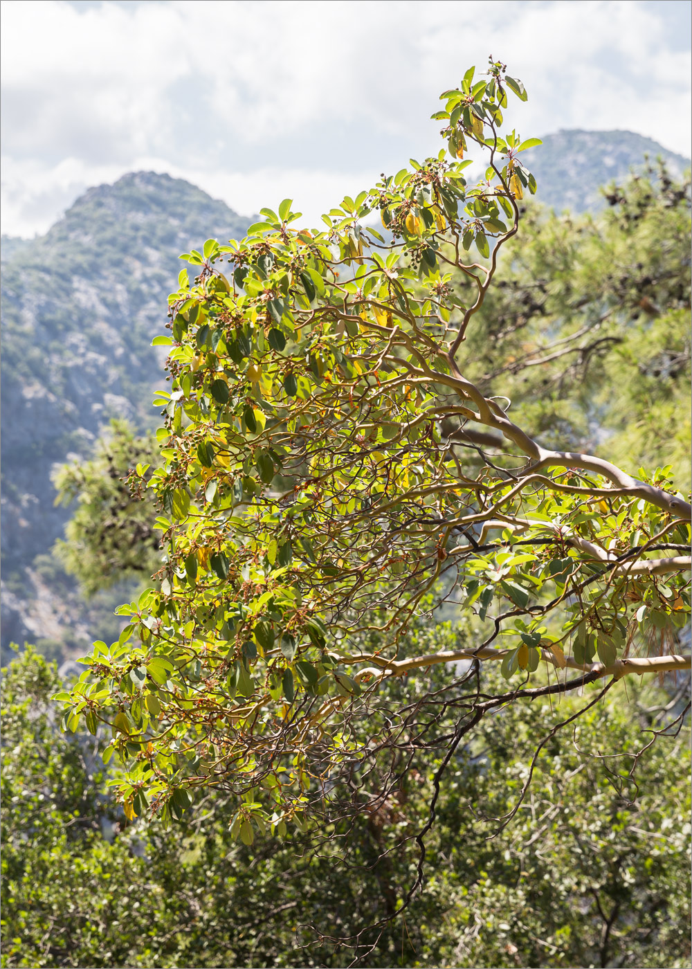 Image of Arbutus andrachne specimen.