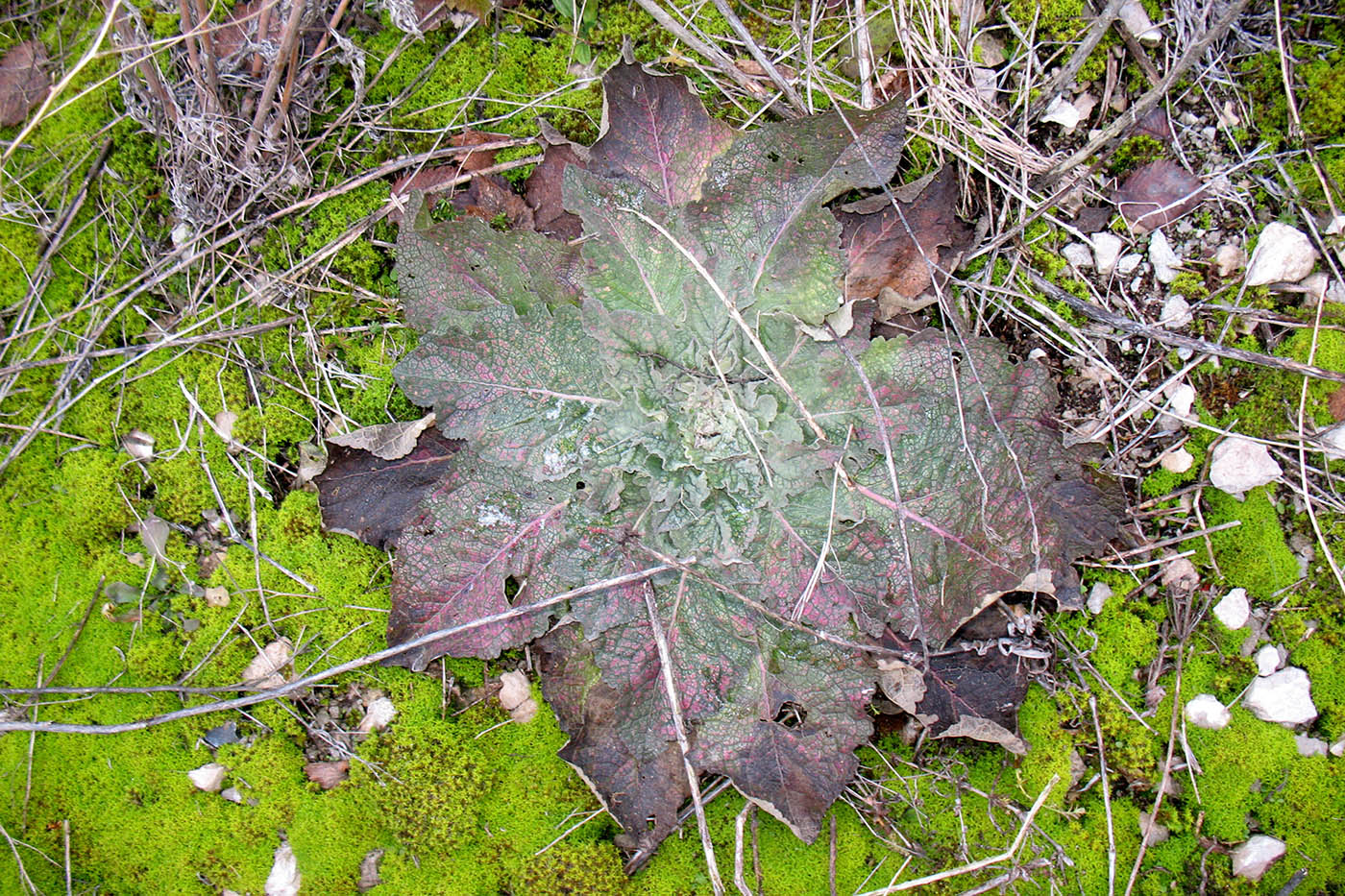 Image of Verbascum lychnitis specimen.