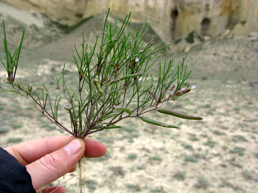 Изображение особи Leptaleum filifolium.