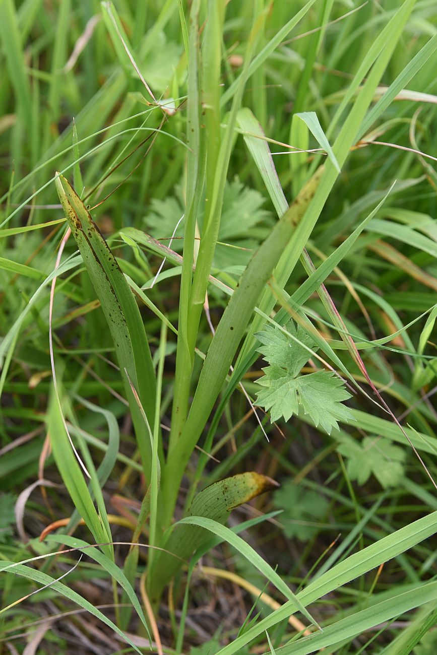 Изображение особи Gymnadenia conopsea.