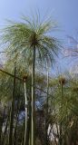 Cyperus papyrus. Верхушка отплодоносившего побега. Израиль, г. Кармиэль, городской парк. 13.02.2011.