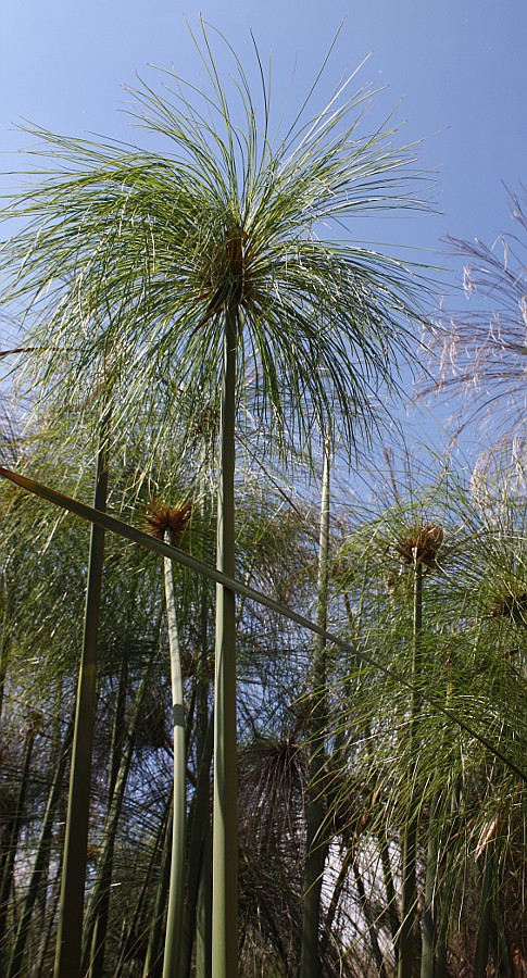 Image of Cyperus papyrus specimen.