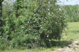 Rosa canina