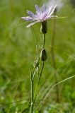 Scorzonera purpurea