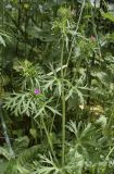 Geranium dissectum