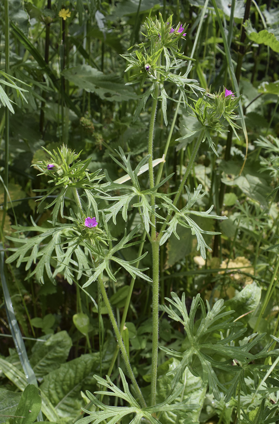 Изображение особи Geranium dissectum.