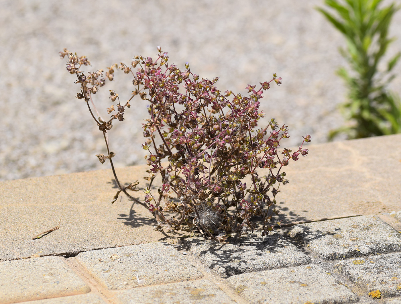 Изображение особи Campanula erinus.