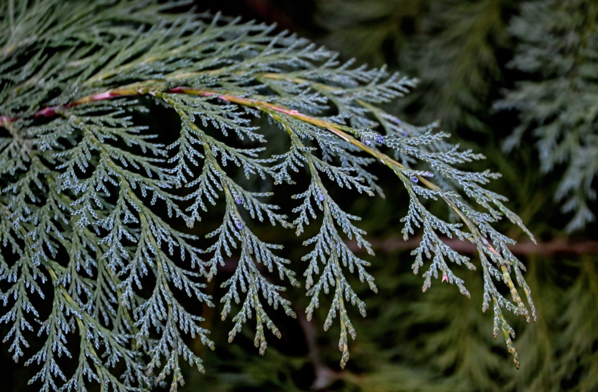 Image of Chamaecyparis lawsoniana specimen.