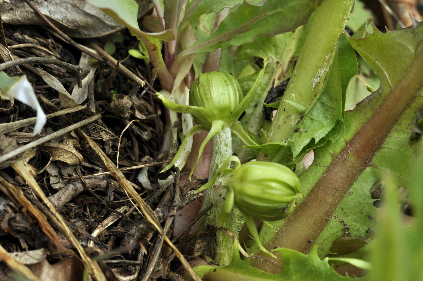 Image of genus Taraxacum specimen.