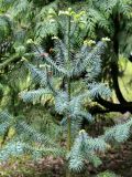 Cunninghamia lanceolata
