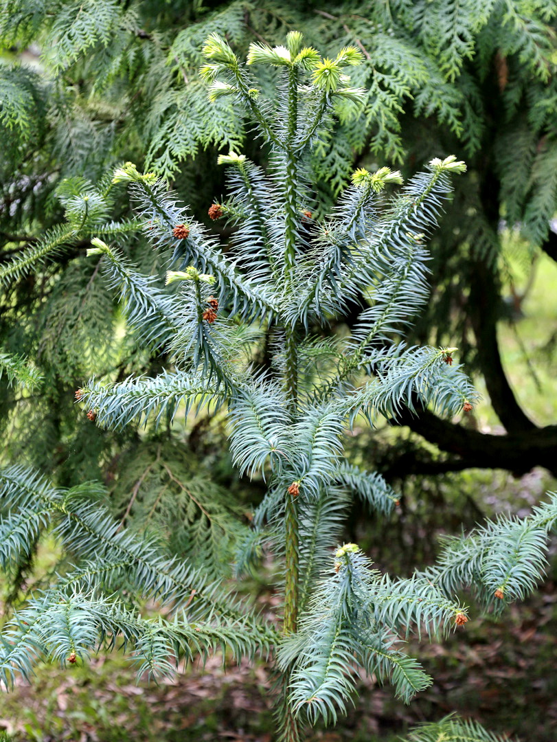 Image of Cunninghamia lanceolata specimen.